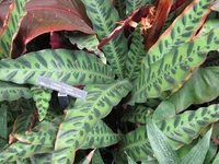 Rattlesnake-plant (Goeppertia insignis) plant