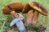 Red-mouth Bolete