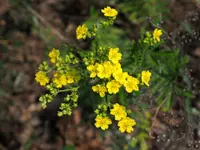 Potentilla stolonifera plant
