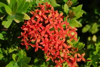 Jungle geranium (Ixora coccinea) plant