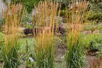 Indiangrass