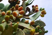 Stenocereus pruinosus (Stenocereus pruinosus) plant