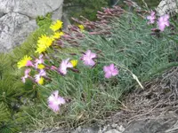 feathered pink