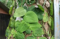 Monstera dubia