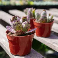 Kalanchoe humilis in the pot