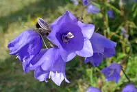 peach-leaved bellflower (Campanula persicifolia) plant