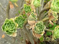 balsam aeonium