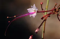 southwestern ringstem