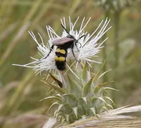 Cynara baetica