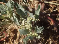 Mueller's saltbush