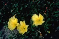 showy evening primrose (Oenothera grandis) plant