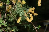 Drummond's wattle (Acacia drummondii) plant