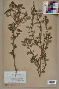 Mediterranean amaranth