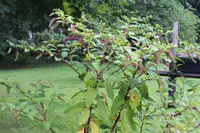 Phytolacca americana in nature