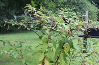 Phytolacca americana in nature