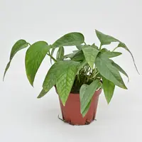 Devil's Ivy