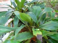 Chlorophytum orchidastrum