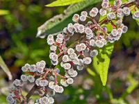 Edible debregeasia (Debregeasia orientalis) plant