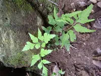 dwarf spleenwort (Asplenium pumilum) plant