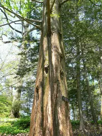 dawn redwood