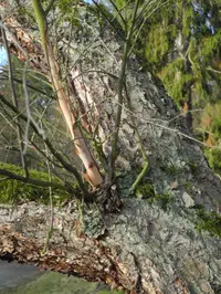 river birch