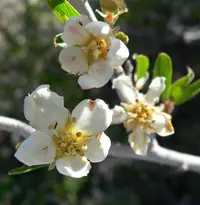 wild crab apple