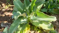 Kalanchoe daigremontiana