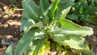Kalanchoe daigremontiana