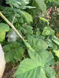 Pruinose Bramble