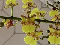 Trichocentrum cebolleta