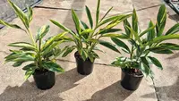 Variegated Shell Ginger