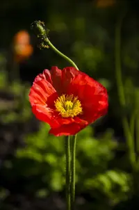 corn poppy