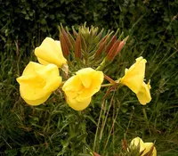 Large-flowered Evening-primrose (Oenothera glazioviana) plant