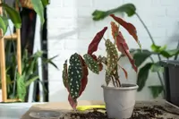 Begonia maculata plant in pot