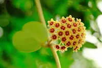 Hoya kerii blooms