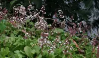 Fairy crassula (Crassula multicava) plant