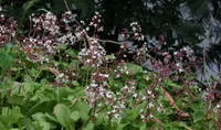 Fairy crassula (Crassula multicava) plant