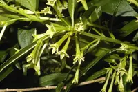 Cestrum nocturnum flowers