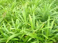 Pandan (Pandanus amaryllifolius) plant