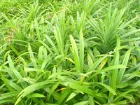 Pandan (Pandanus amaryllifolius) plant
