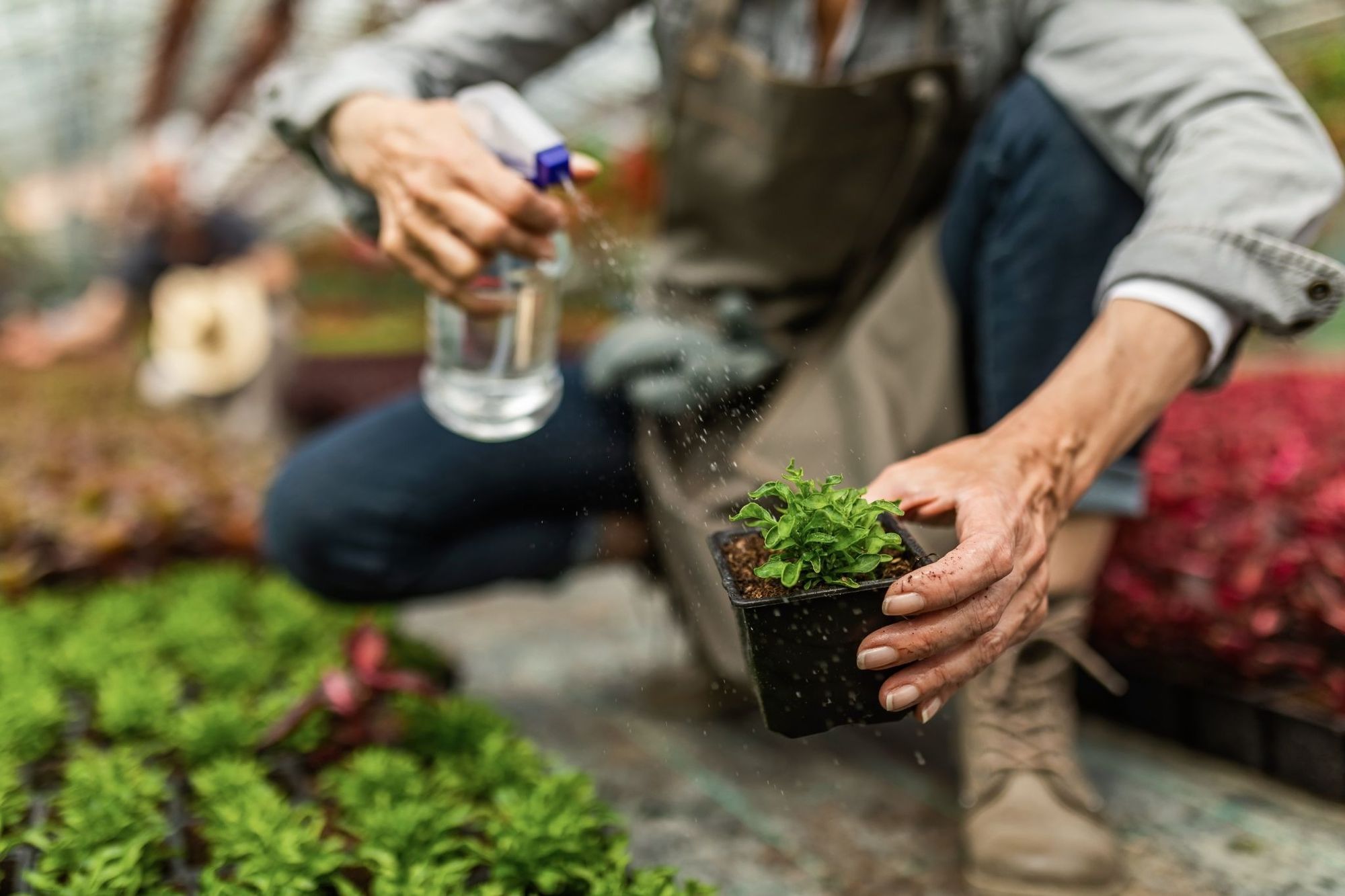 How to Mist Plants – Proper Technique and Common Mistakes