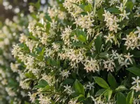 Trachelospermum jasminoides plant