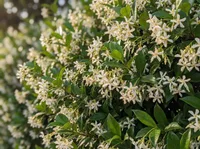 Trachelospermum jasminoides plant