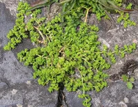 smooth rupturewort