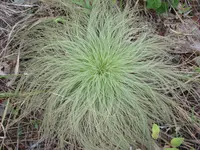 Bulbostylis paradoxa (Bulbostylis paradoxa) plant