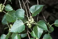 Ficus religiosa leaf