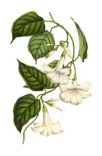 Chilean jasmine (Mandevilla laxa) plant