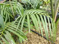 Cyphophoenix fulcita (Cyphophoenix fulcita) plant