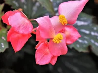 Clubed begonia