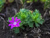 Fairy Primrose (Primula minima) plant